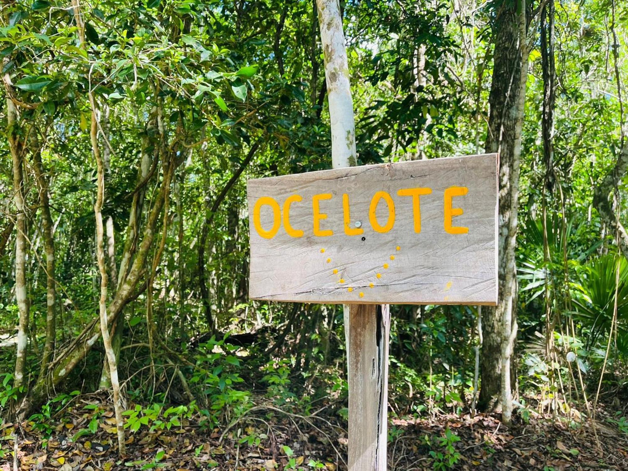 Jolie Jungle Eco Hotel (Adults Only) Leona Vicario Quarto foto